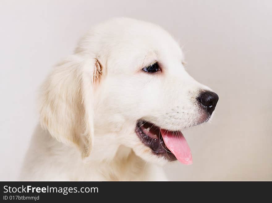 Small cute retriever puppy with tongue put out