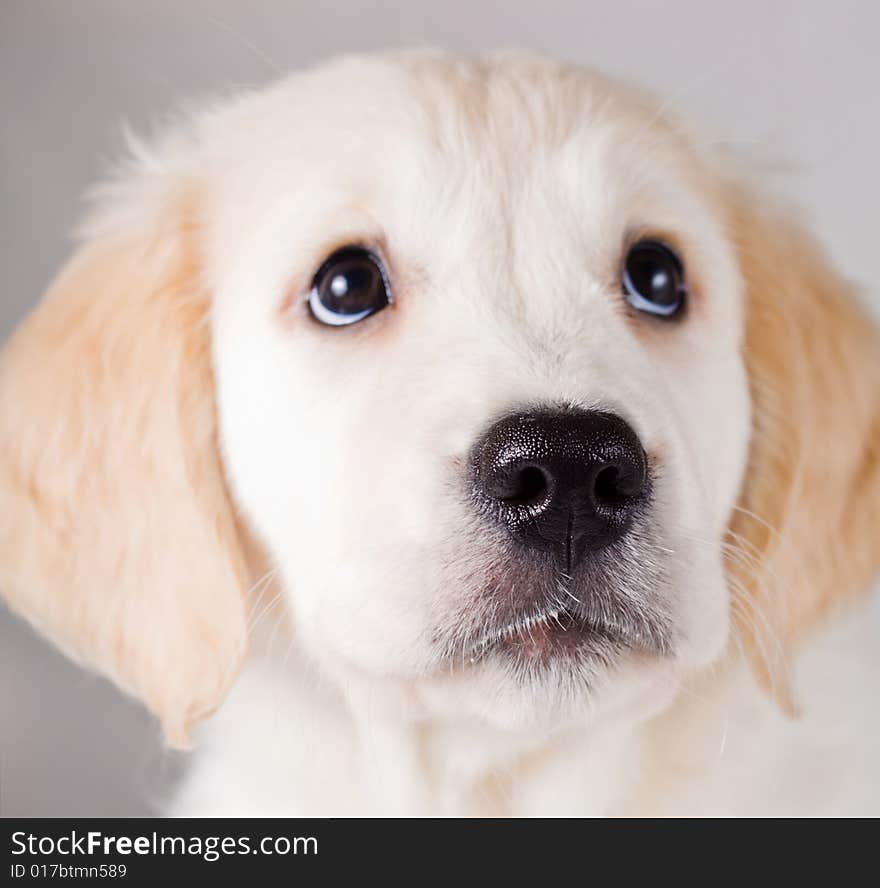 Small white surprised retriever puppy looking up