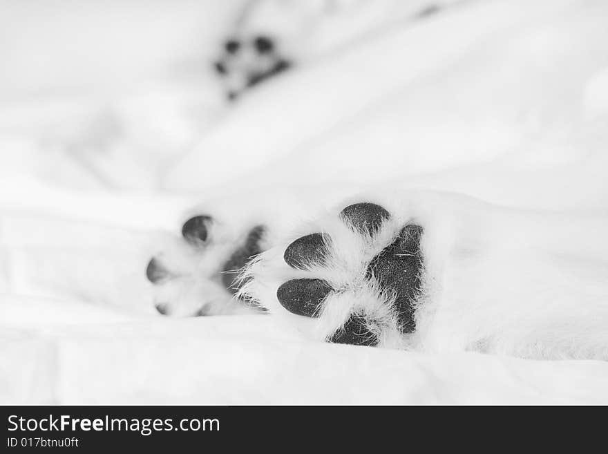 Retriever Puppy Paws