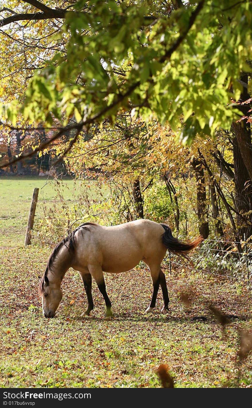 Grazing