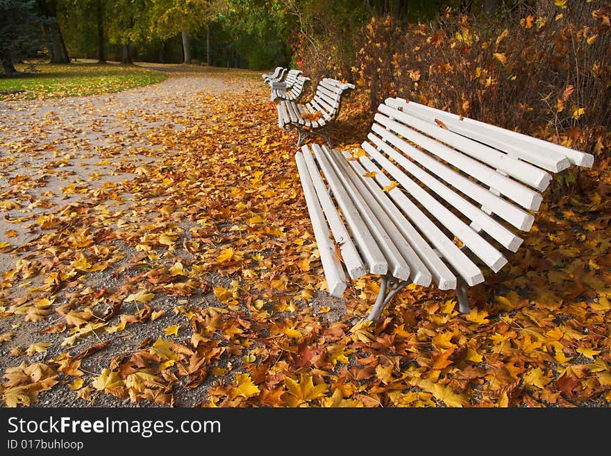 Autumn alley with white benches. Autumn alley with white benches