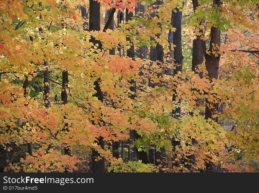 Fall Colors in a Wooded Area