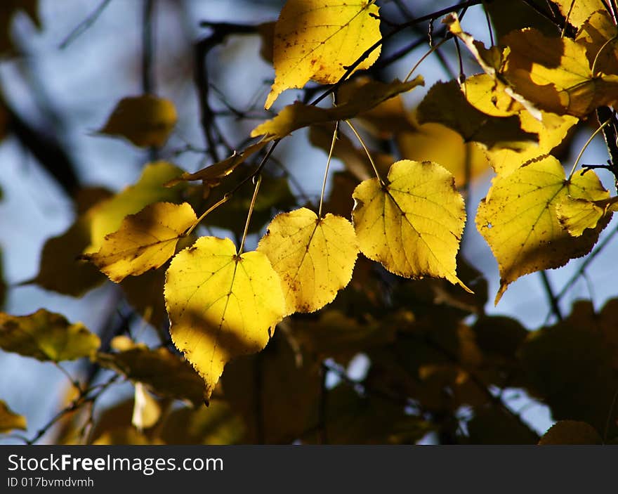 Branch with several yellow in the sun light. Branch with several yellow in the sun light