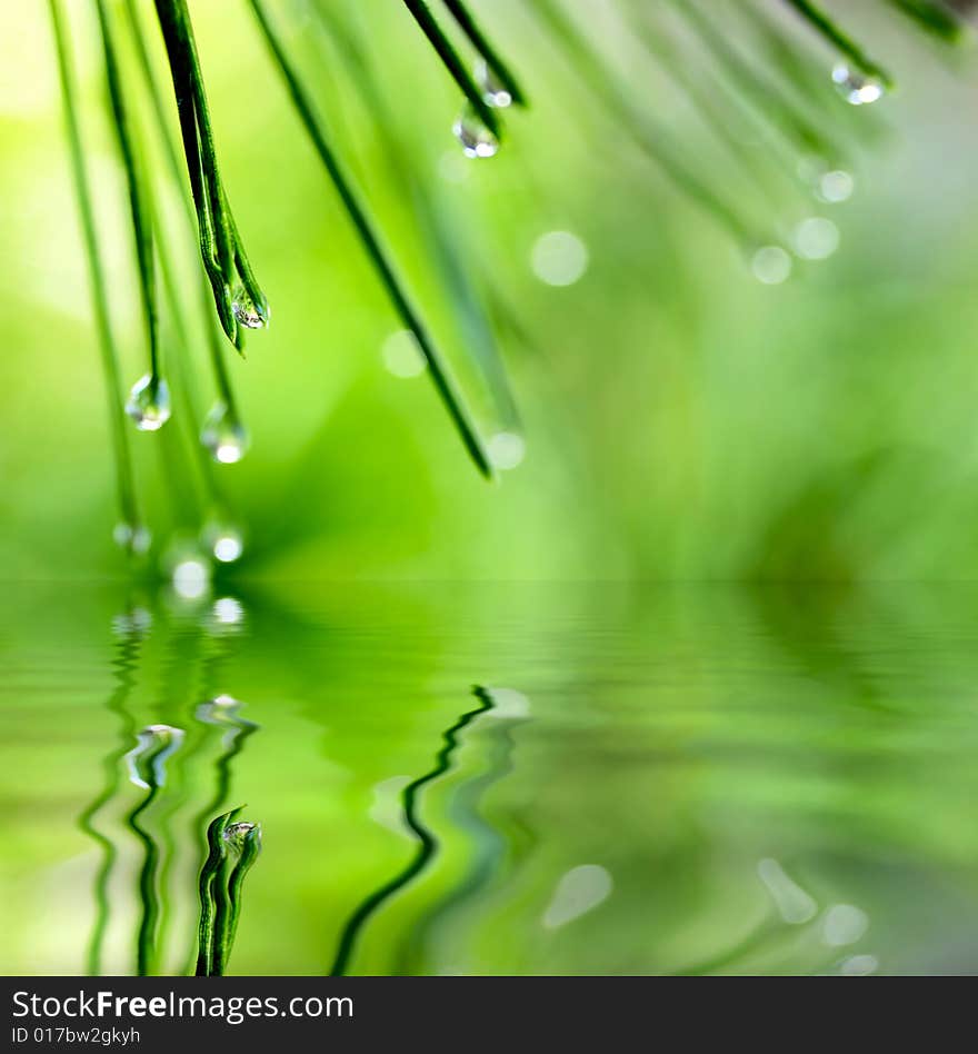 Pine needle with dewdrops