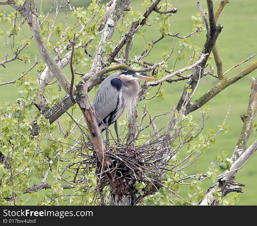 Great Blue Heron