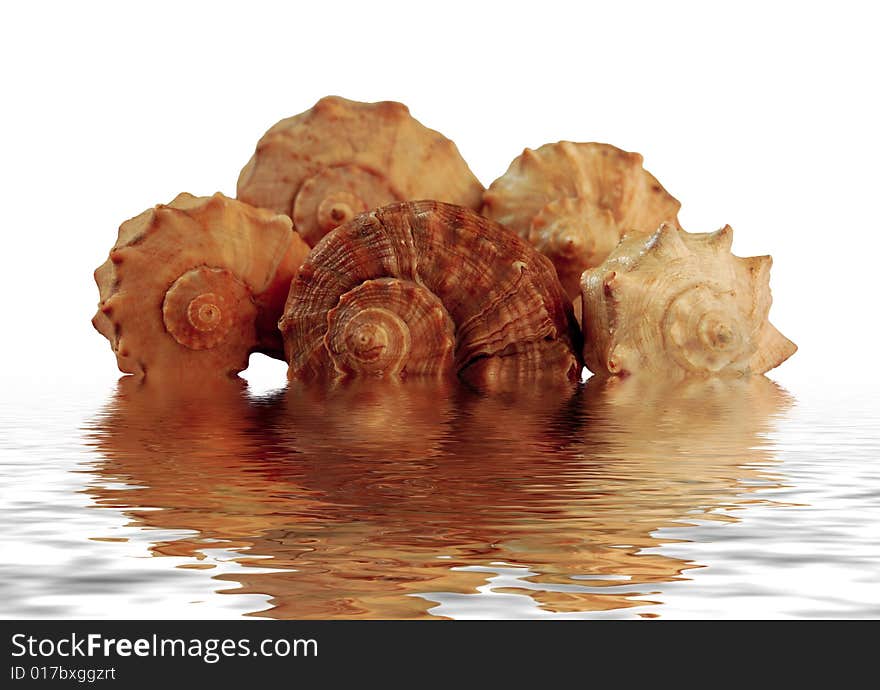 Closeup of five sea shell in water with reflections. Closeup of five sea shell in water with reflections