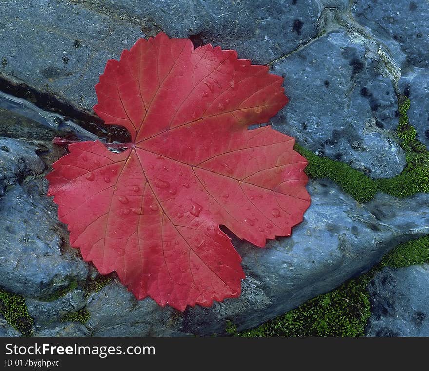 Fallen red maple leaf on granite in autumn on bank of Mokelumne River, Gold Country, Northern California. Fallen red maple leaf on granite in autumn on bank of Mokelumne River, Gold Country, Northern California