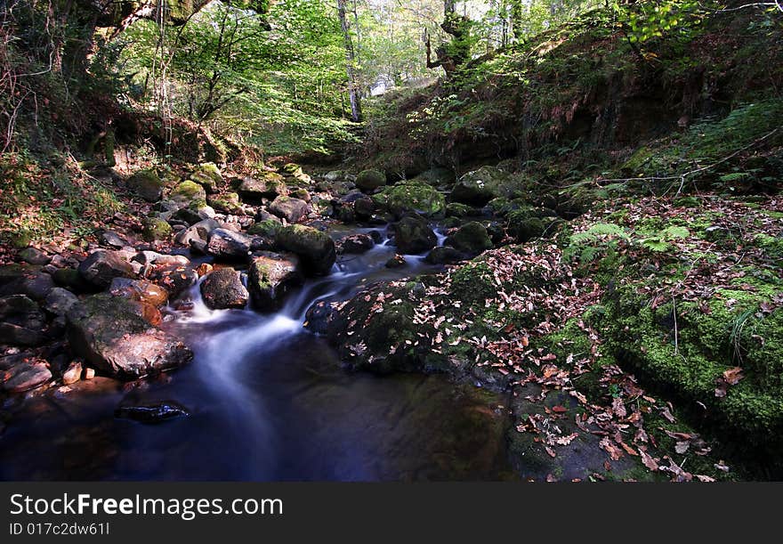 Fall at forest with a river. Fall at forest with a river