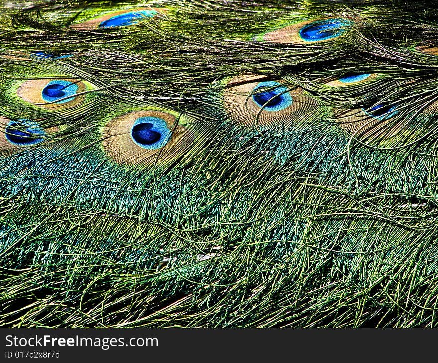 Peacock Feathers