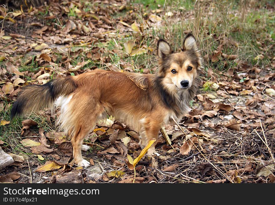 Dog stay in fall grass. Dog stay in fall grass