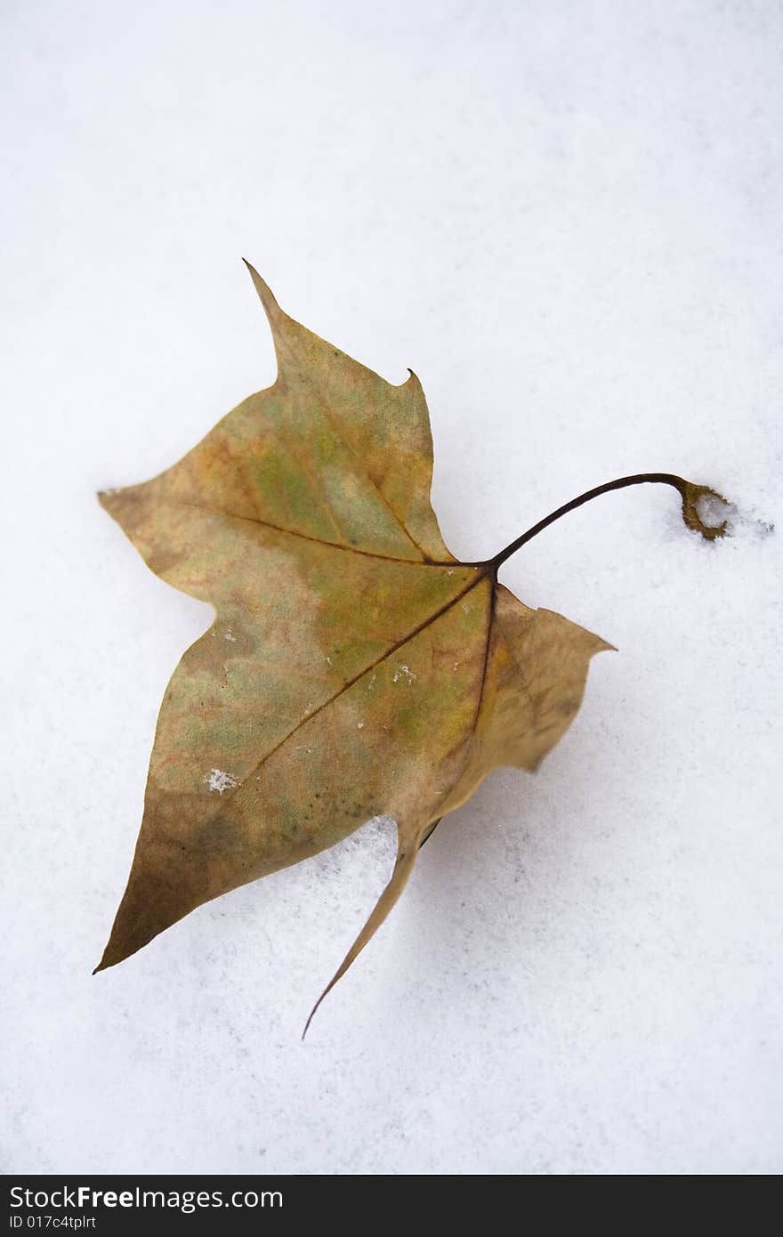 Leaf In Snow