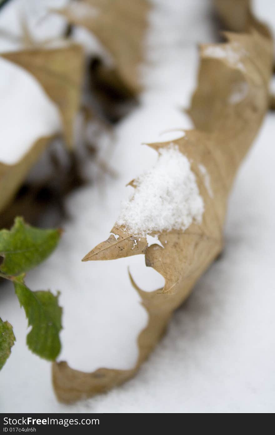 Leaf In Snow-2