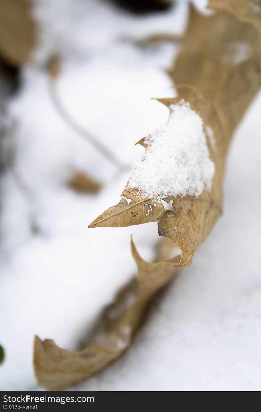 Leaf In Snow-3