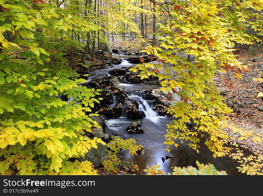 Autumn scene