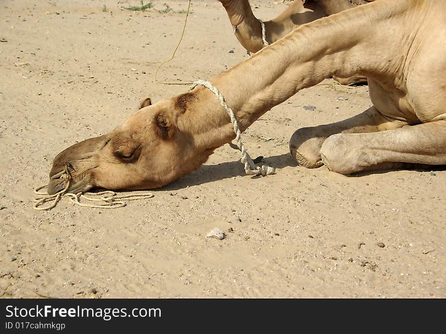 Camel Head