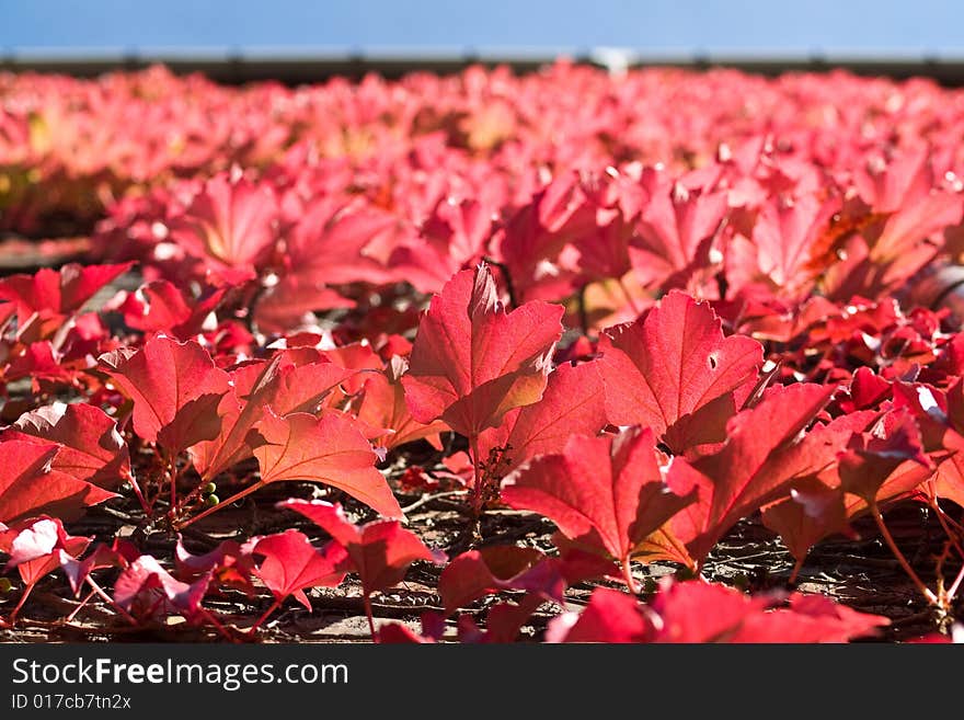 Autumn Leaves