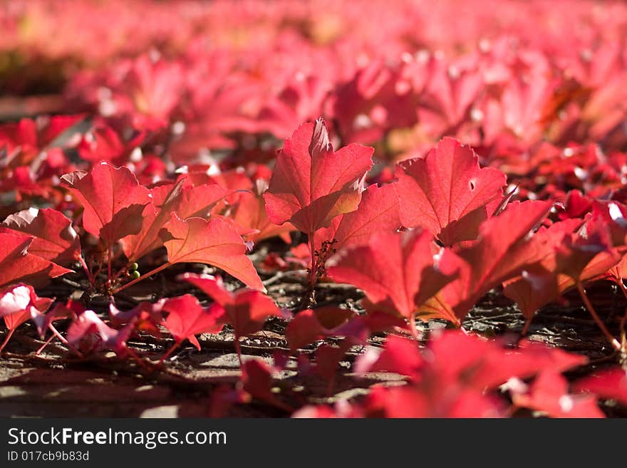 Autumn Leaves