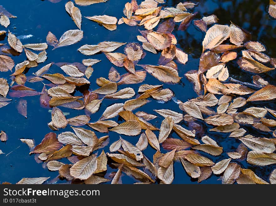 Some fallen leaves on the moat around Kastellet, Østerbro, Copenhagen. Some fallen leaves on the moat around Kastellet, Østerbro, Copenhagen