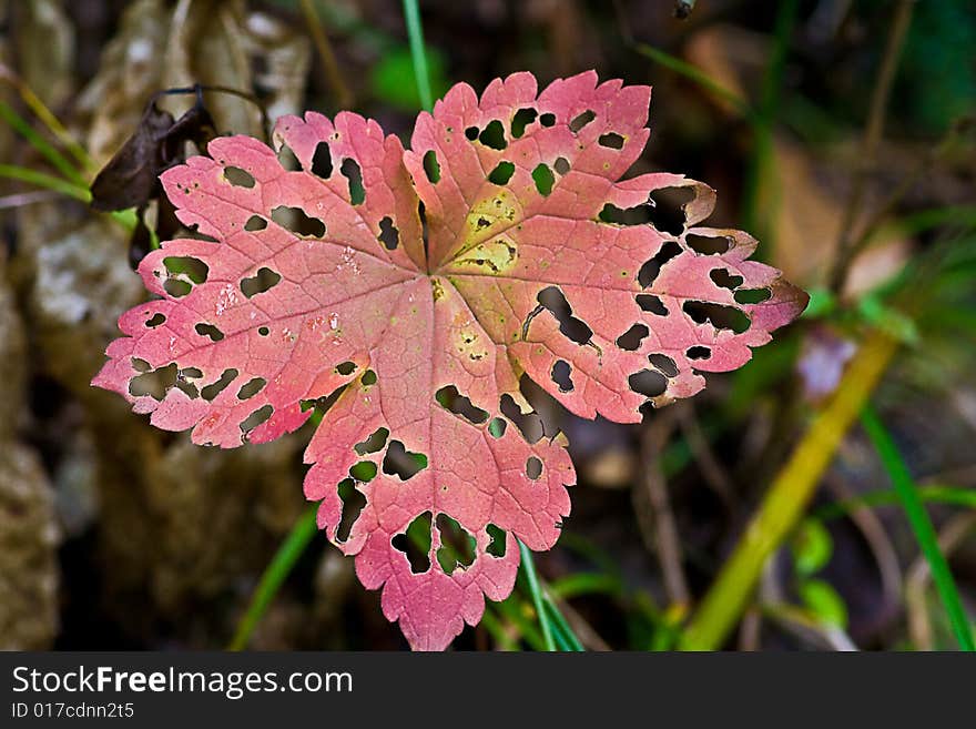 A macro of an eaten red leave. A macro of an eaten red leave