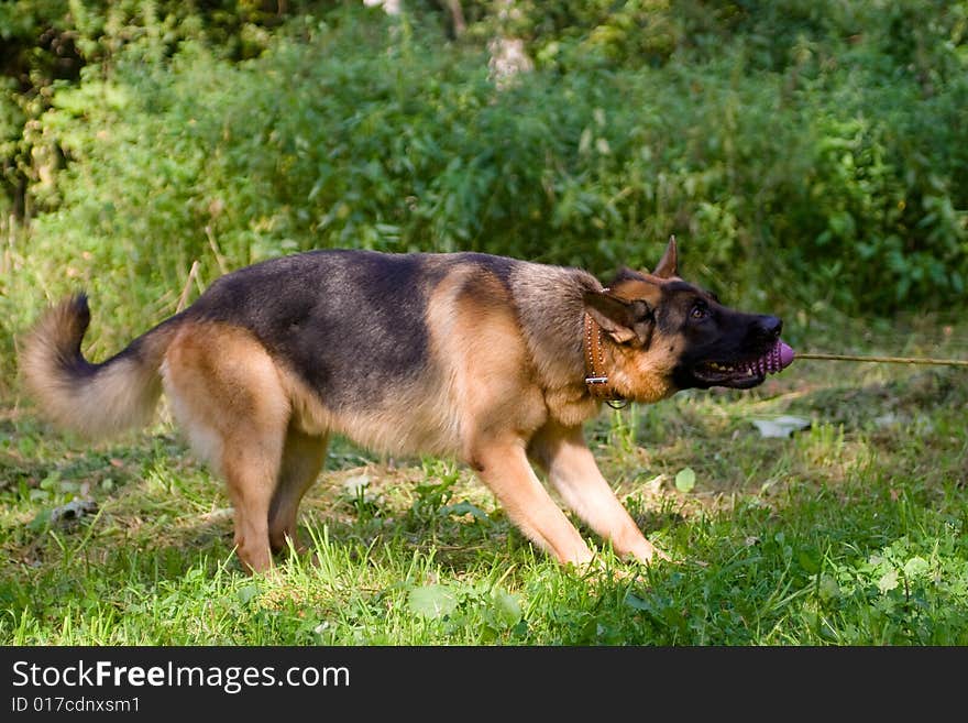 German shepherd with toy on green field. German shepherd with toy on green field