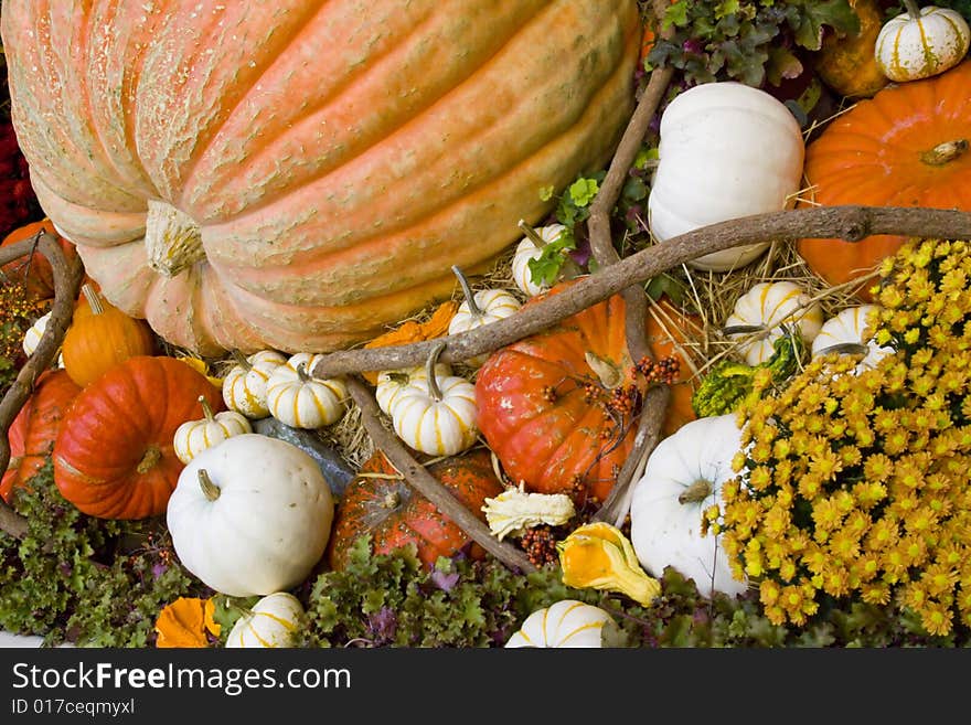 Fall season pumpkins at harvest