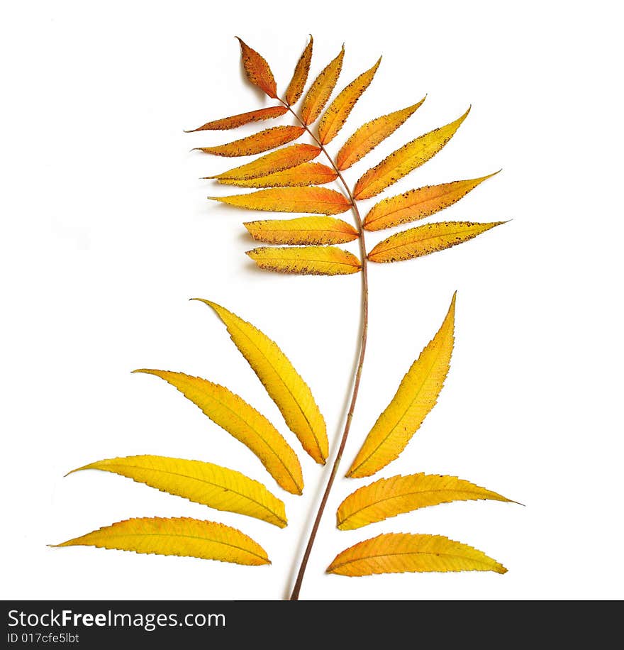 Yellow Leaf
Isolated on white