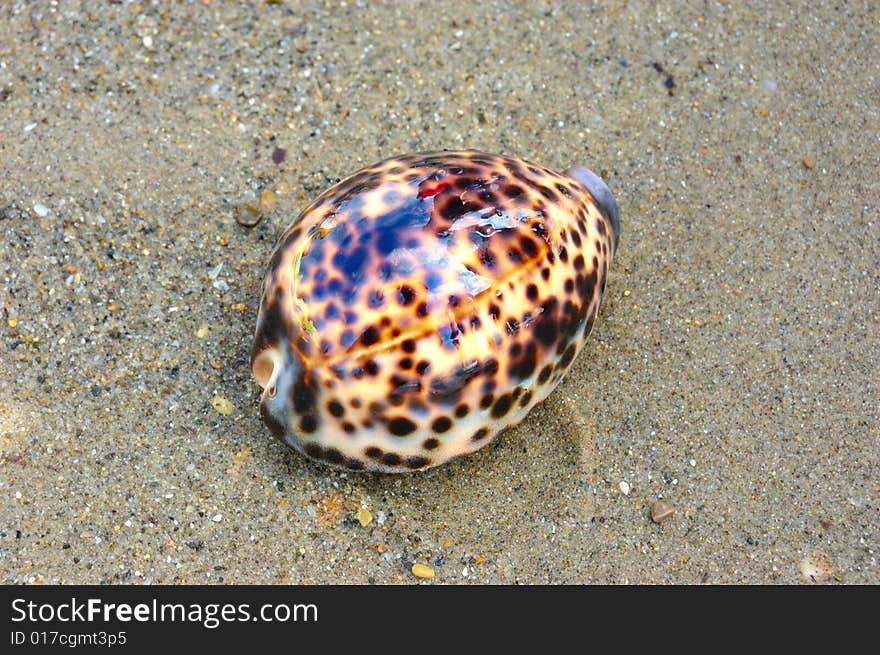 Sea shell over wet sand. Sea shell over wet sand