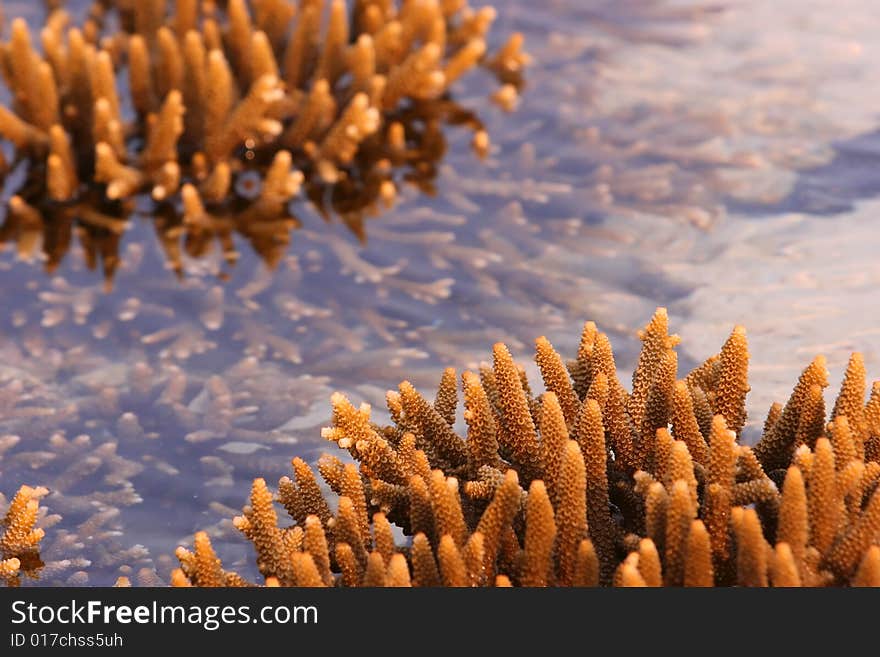 Staghorn corals or the acropora cervicornis species  exposed during low tide, Malaysia