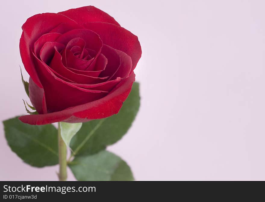 Beautiful single red Rose against pink background