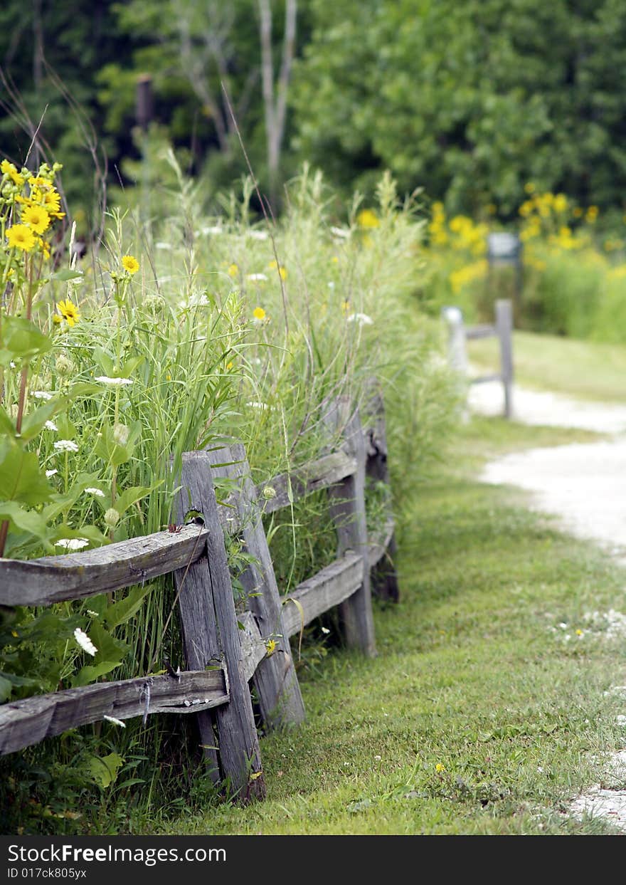 Flowers in the countryside