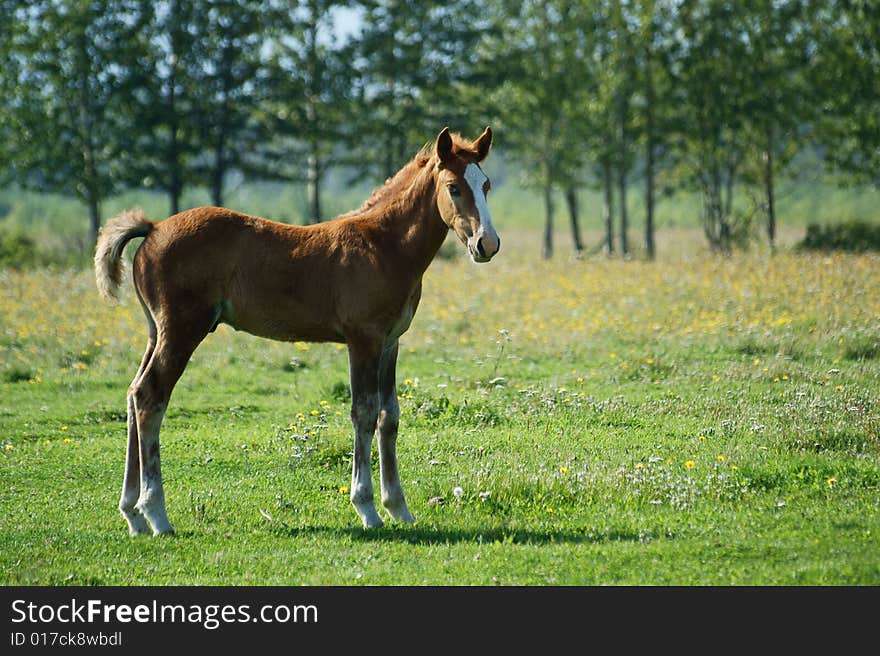 The Redhead foal with beard.