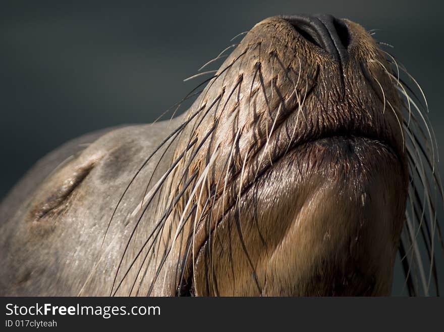 Sea Lion with whiskers sniffs the air with eyes closed. Sea Lion with whiskers sniffs the air with eyes closed