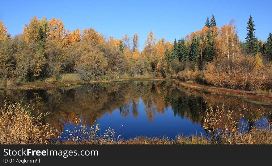 A small pond illuminated with fall foliage. A small pond illuminated with fall foliage