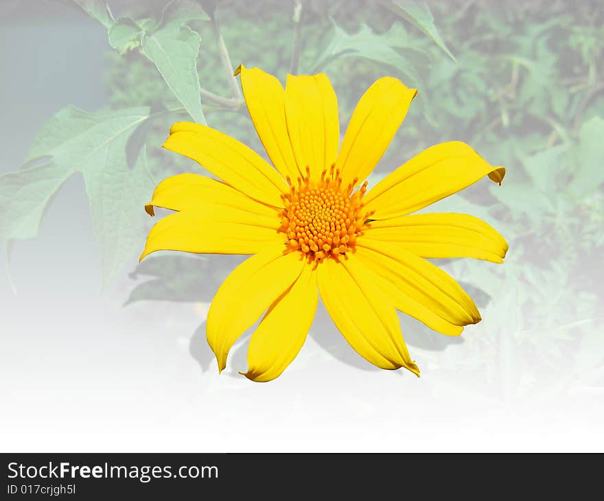 Isolated sunflower with a leaf