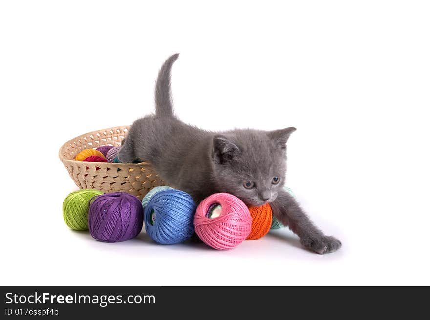 The kitten plays on a white background