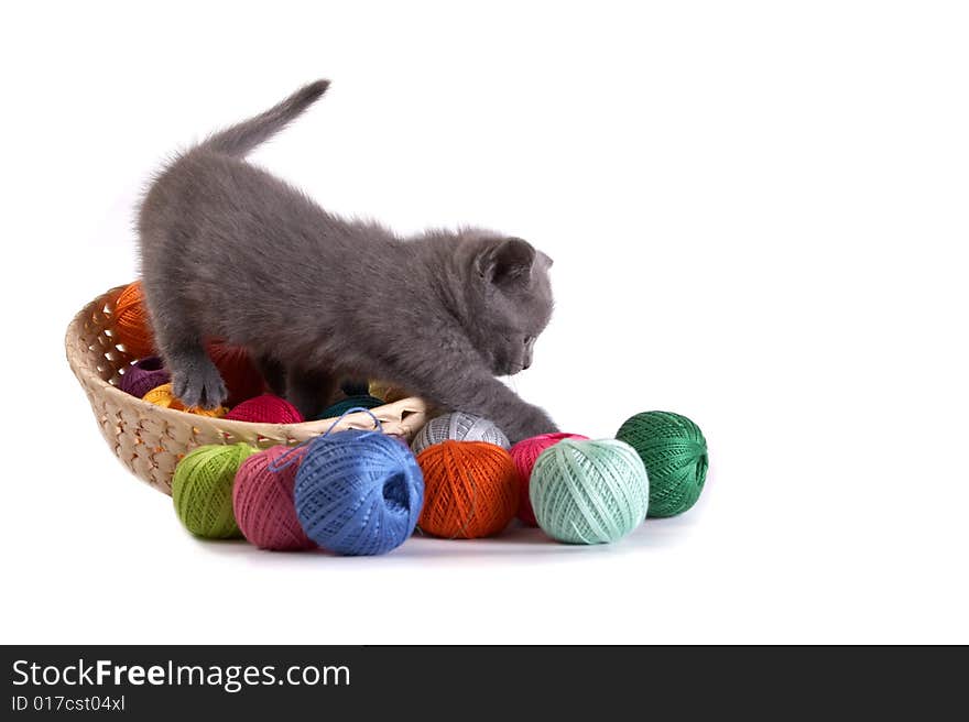 Kitten plays on a white background