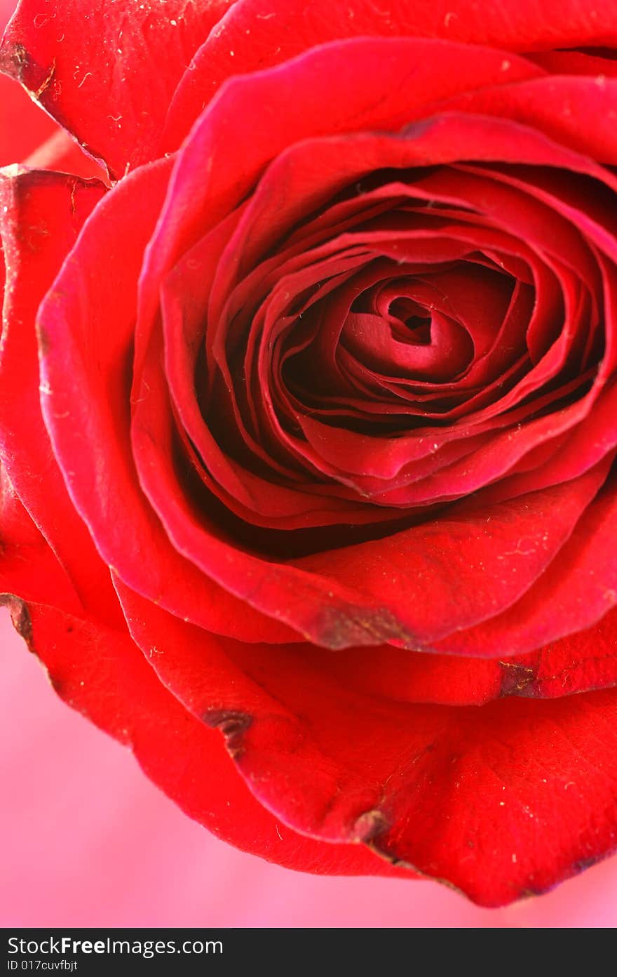 A rose flower in a simple background. A rose flower in a simple background