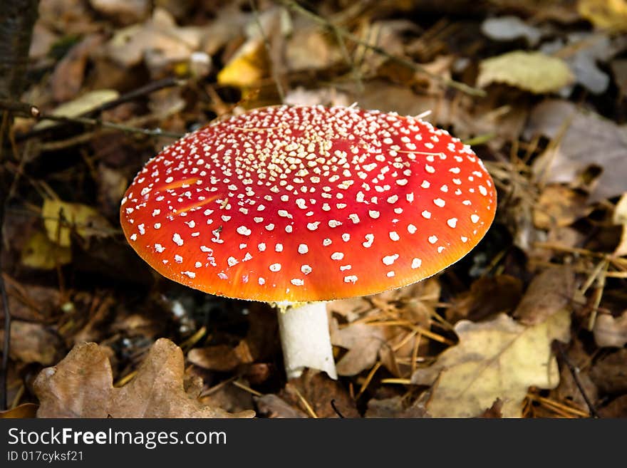 Fly agaric in autumn forest - Amanita Muscaria - soma mashroom