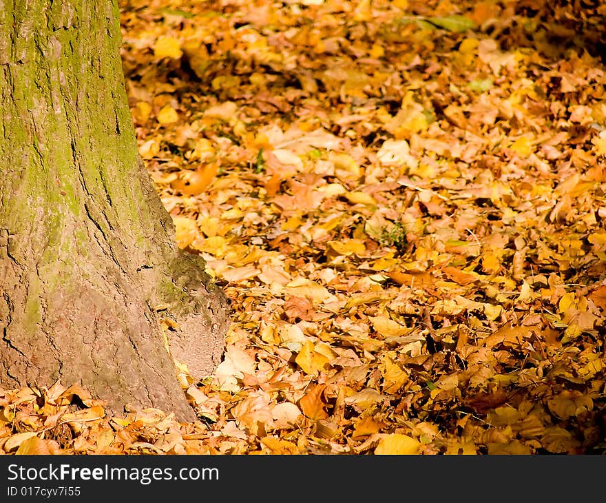 Autumn leaves and tree in sunlight