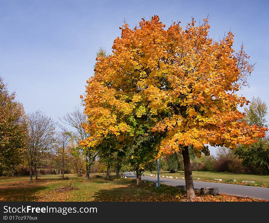 Autumn leaves in the sunny light. Autumn leaves in the sunny light