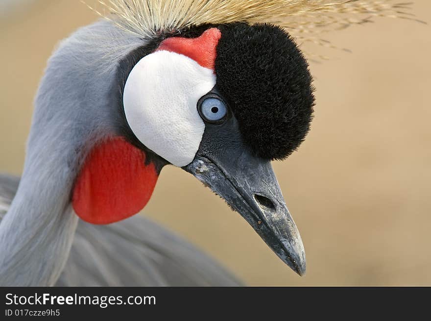 Southern Crowned Crane Native to East Africa Balearica Pavonina. Southern Crowned Crane Native to East Africa Balearica Pavonina.