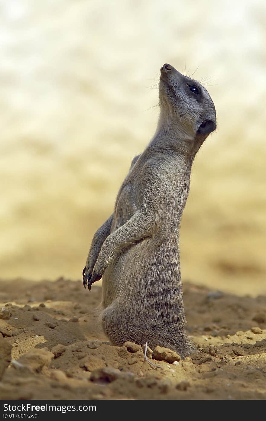 Meerkat (suricata) on alert