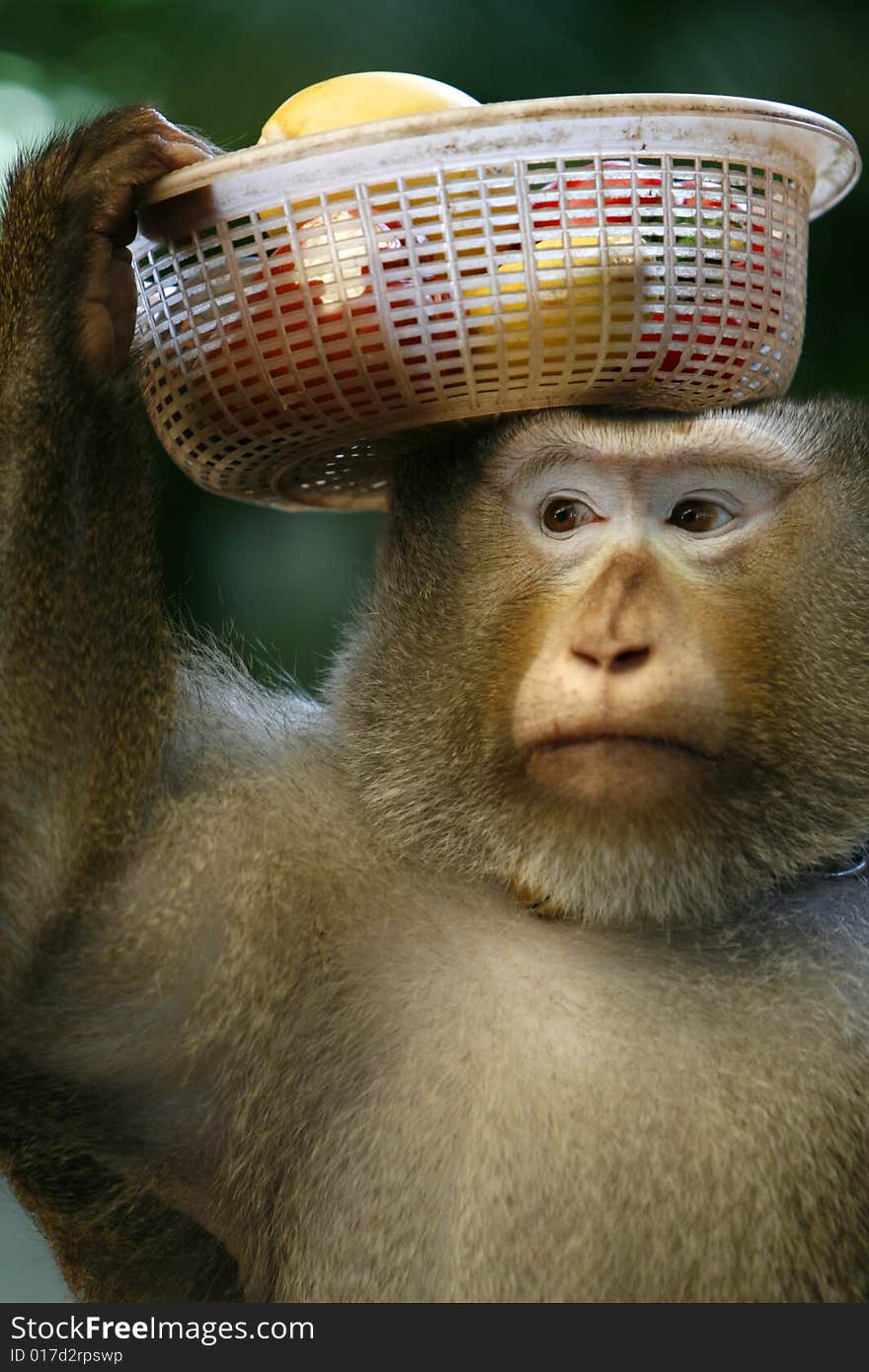 A Monkey carry some fruits on his head. A Monkey carry some fruits on his head