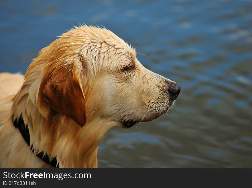 Wet Golden Retriever in water