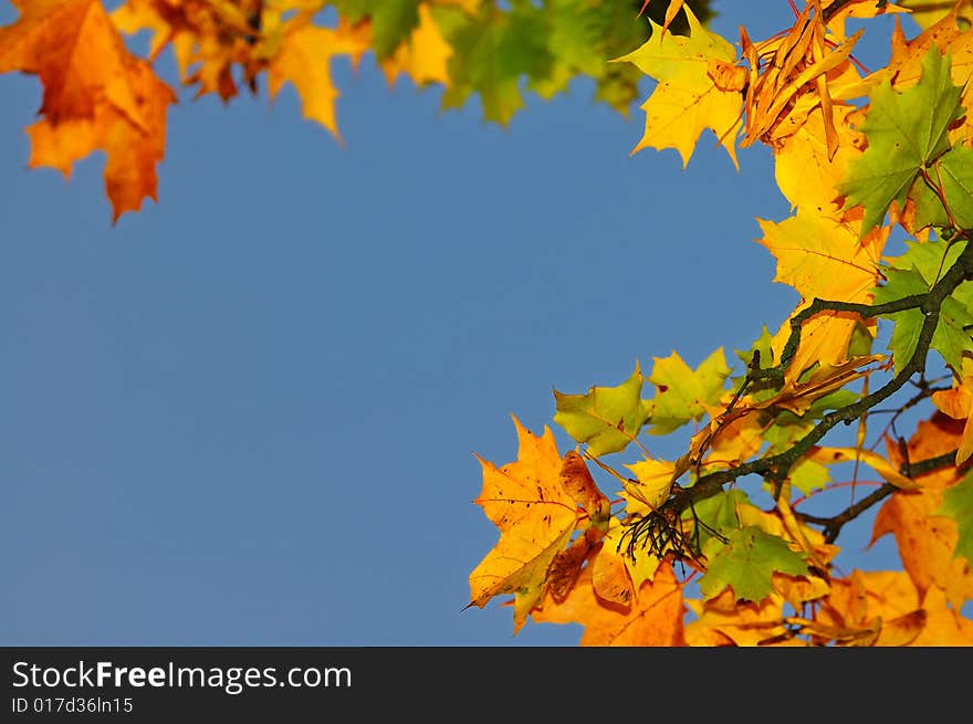 Autumn leafs backgroung on blue sky