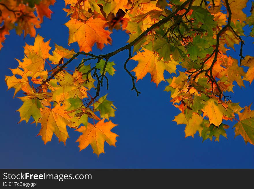 Autumn leafs backgroung on blue sky