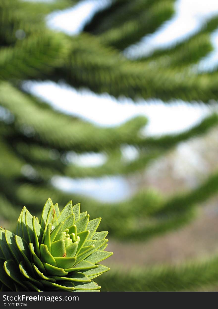 Green monkey tree close up