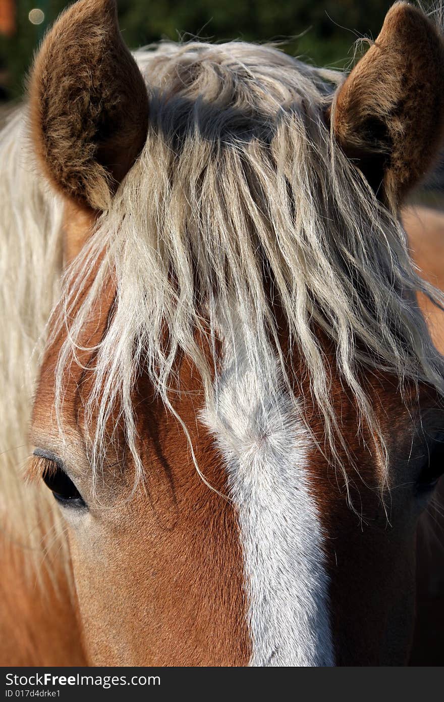 Close up of a horses's face showing mane