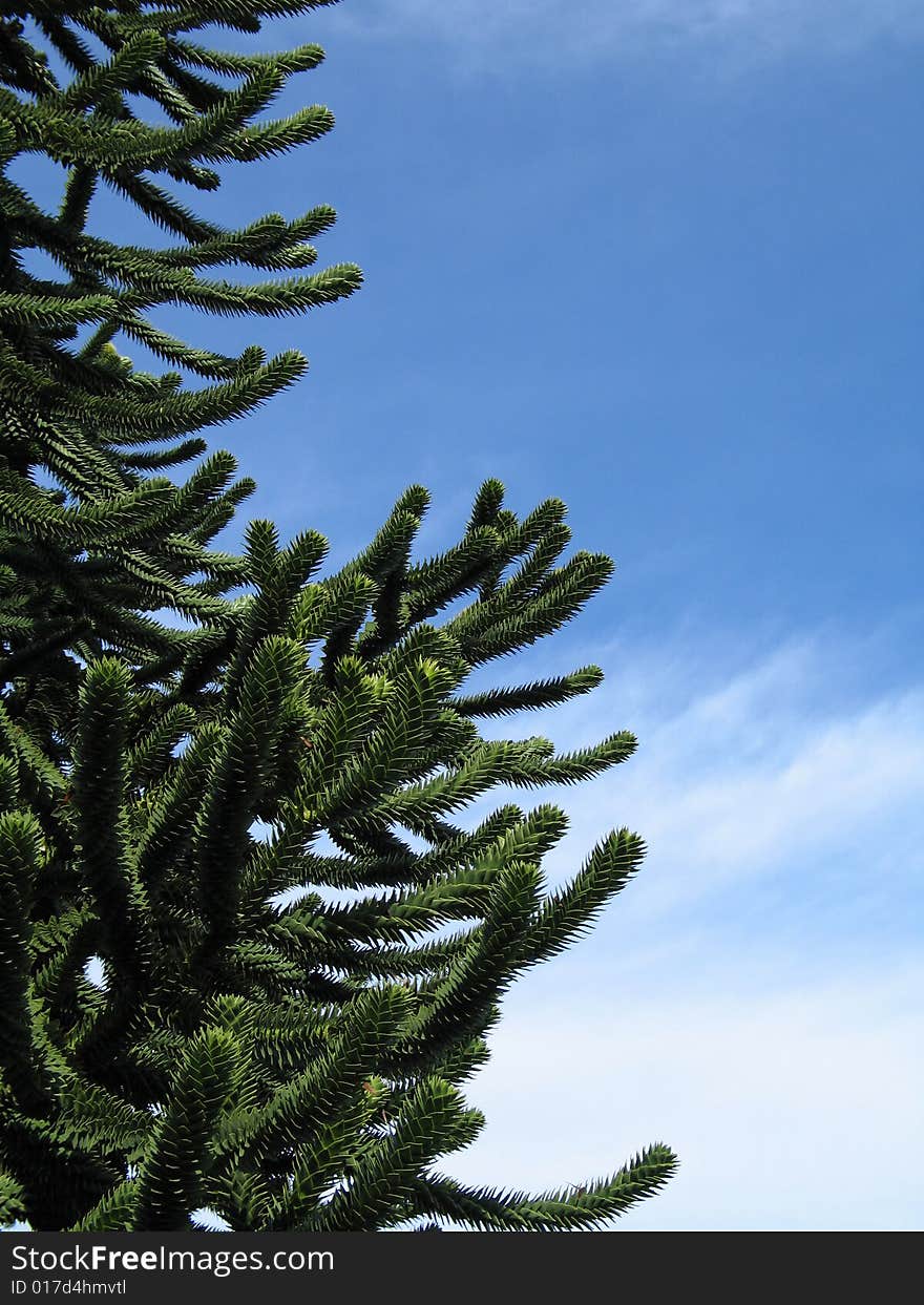 Monkey tree and blue sky