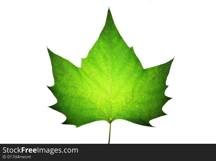 Green maple isolated on white